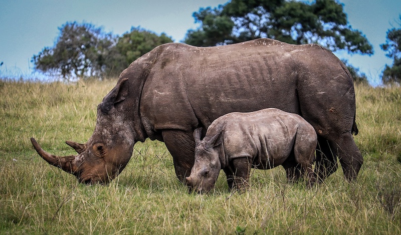 Schools - Charlie Hofmeyr HS - Jani Van Der Merwe - Mamma en haar nuweling