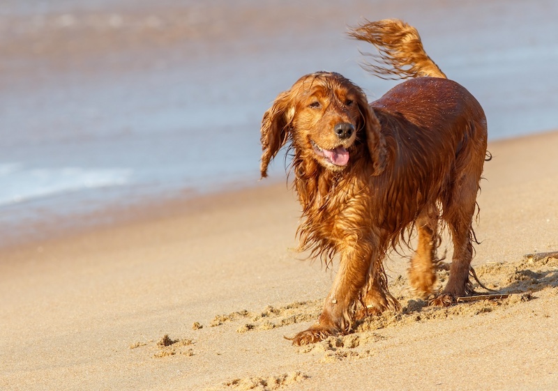 Scottburgh Camera Club - Carol-Ann Maré - Wet Dog