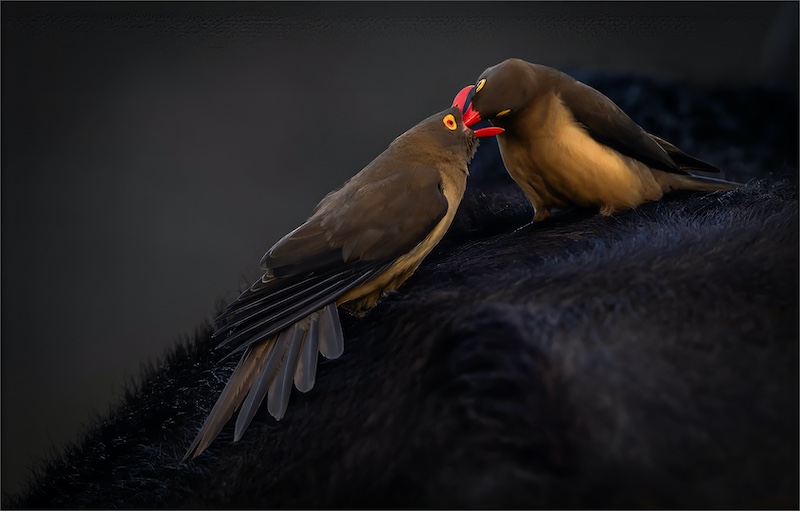 Southern Suburbs Camera Club - Rodney Cory - Tick feeding time
