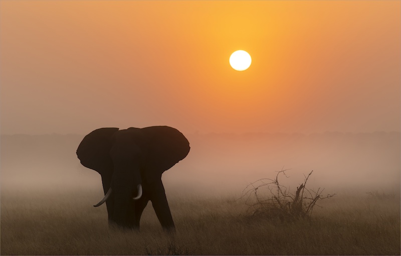 ANNEMARIE DU PLESSIS - Southern Suburbs Camera Club - MISTY TUSKER