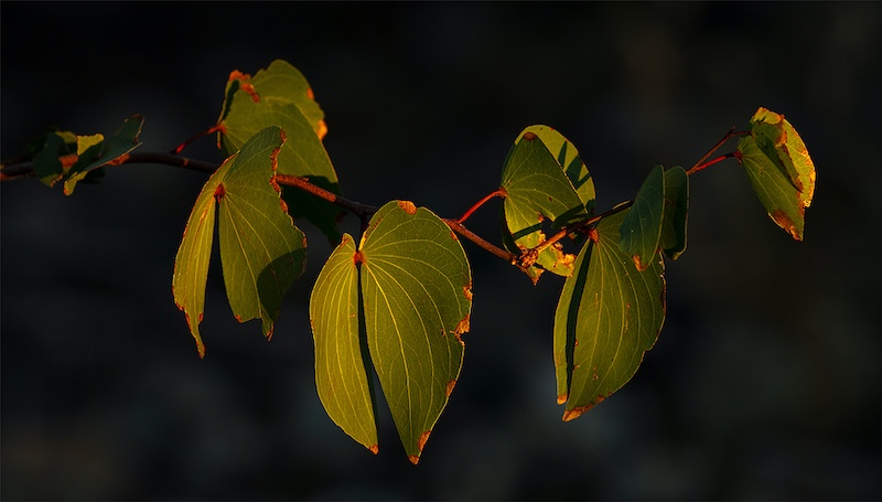 Anette Reimers - Port Elizabeth Camera Club - Mopane Leaves