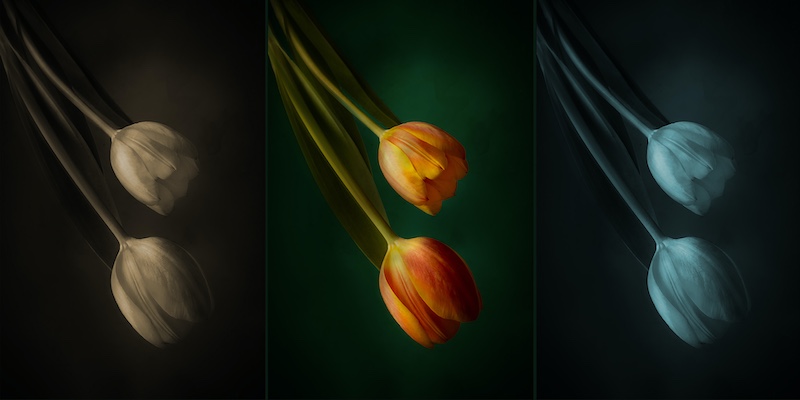 Annaline Werth - F-Stop Fotografiese Vereniging - Tulip display