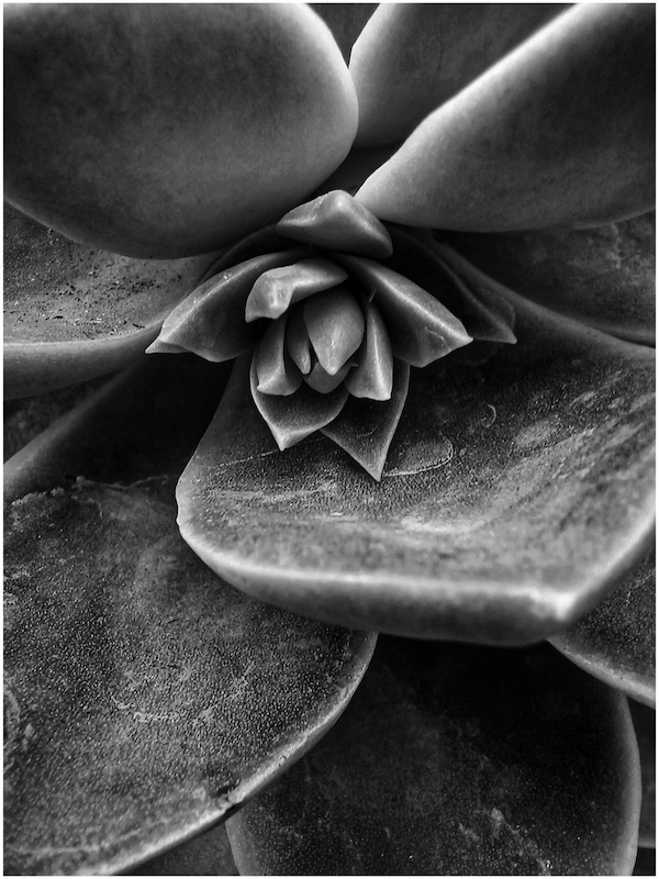 Danica Del Rio Maree - Zwarrie Fotografieklub - Timeless Succulance