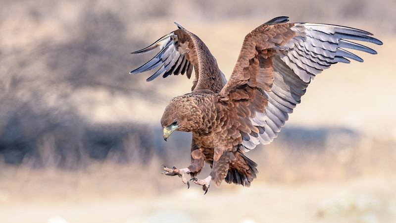 Dave  Miller - Princes Grant Camera Club - Wheels Down