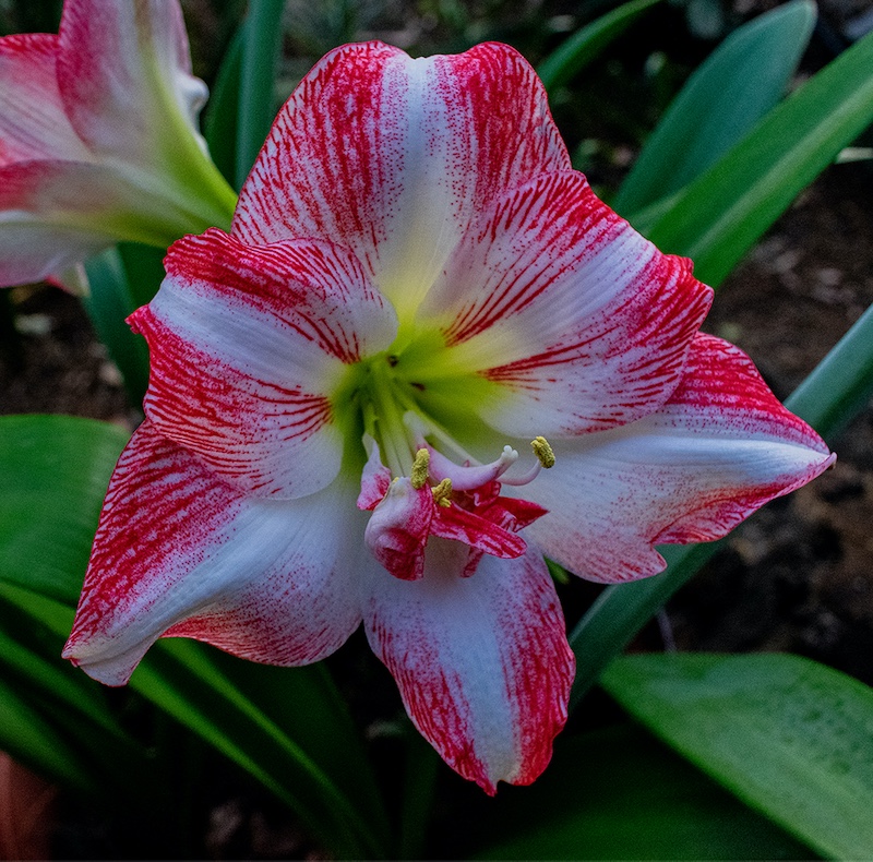 Estelle Mouton - Brandpuntfotoklub - Blom vir my