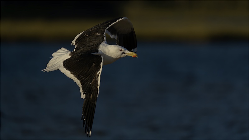 Geo Jooste - Bloemfontein Kameraklub - seagull in flight