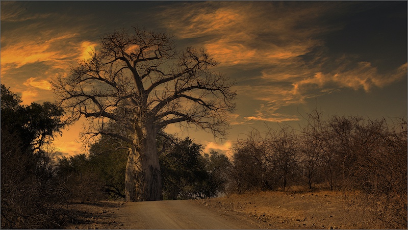 Gerhard Grove - Magalies Foto Fun Club - Baobab during twilight
