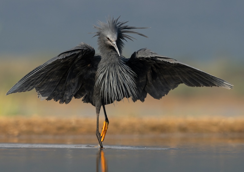 Howard Gillitt - Westville Camera Club - Black Heron going hunting