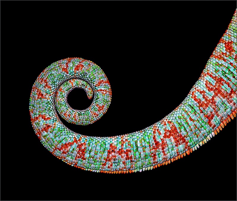 Leon Pelser - Sasol Highveld Photography Club - chameleon tail piece