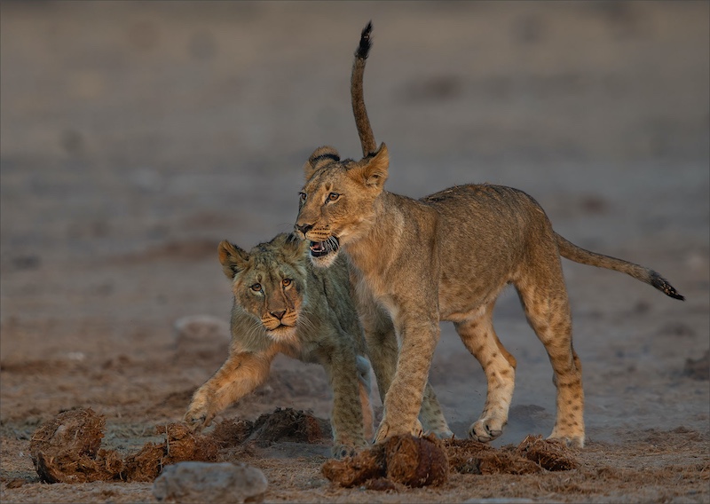 Leon Venter - Bethal Fotografie Klub - WHAT ARE YOU LOOKING AT