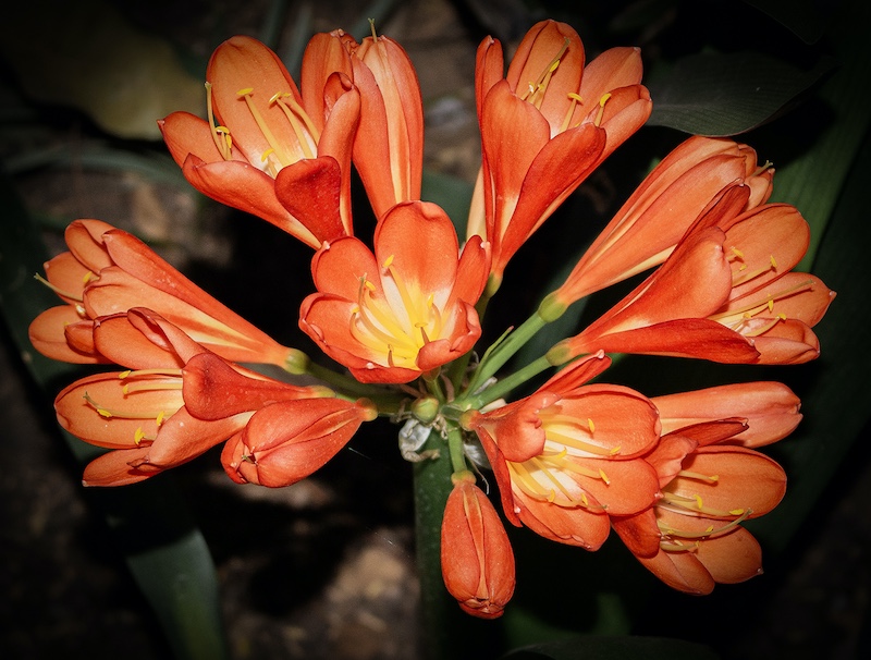 Louis Mouton - Brandpuntfotoklub - colour of the day