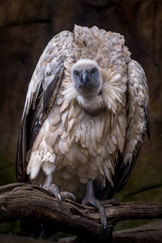 Louis van der Walt - Sasol Highveld Photography Club - Cape Vulture FR