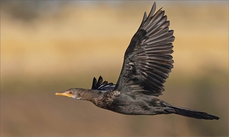 Mariana Venter - Midlens Fotoklub - Gracious