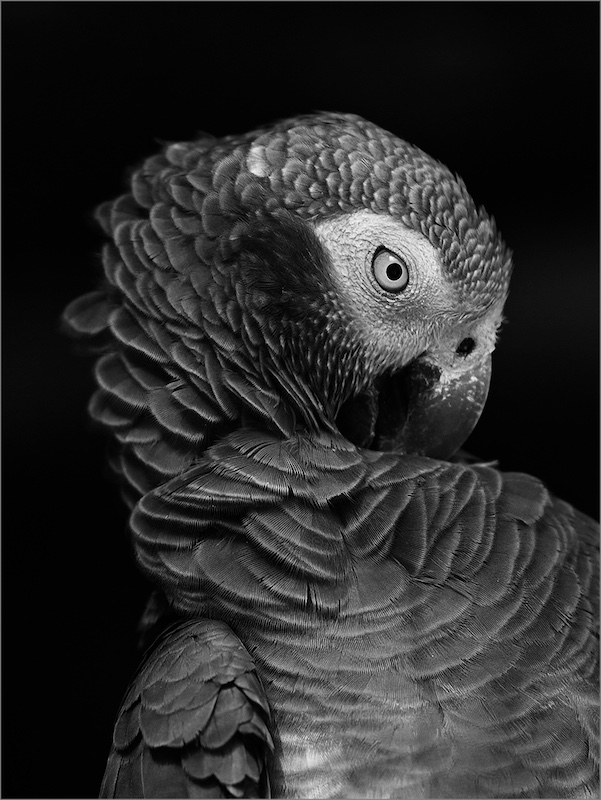 Nicci van As -  Independent - African Grey