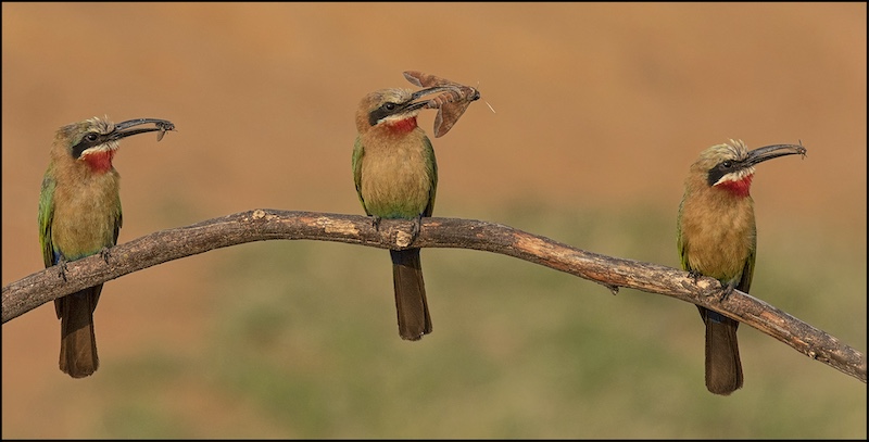 Roelf Ackerman - Midlens Fotoklub - Three mouths to feed