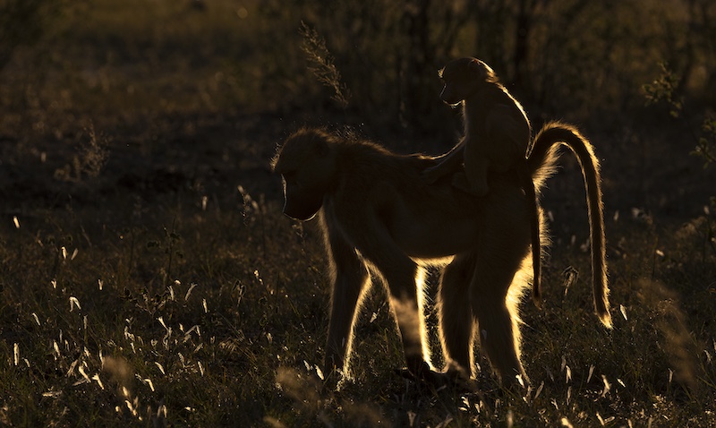 Sharlene Cathro - Princes Grant Camera Club - Abba