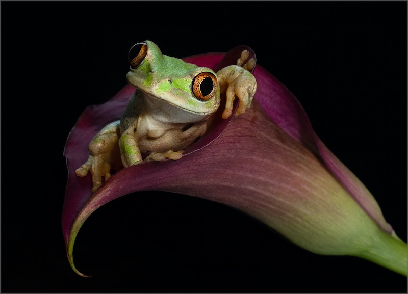 Shirley Gillitt - Westville Camera Club - Howdy Do