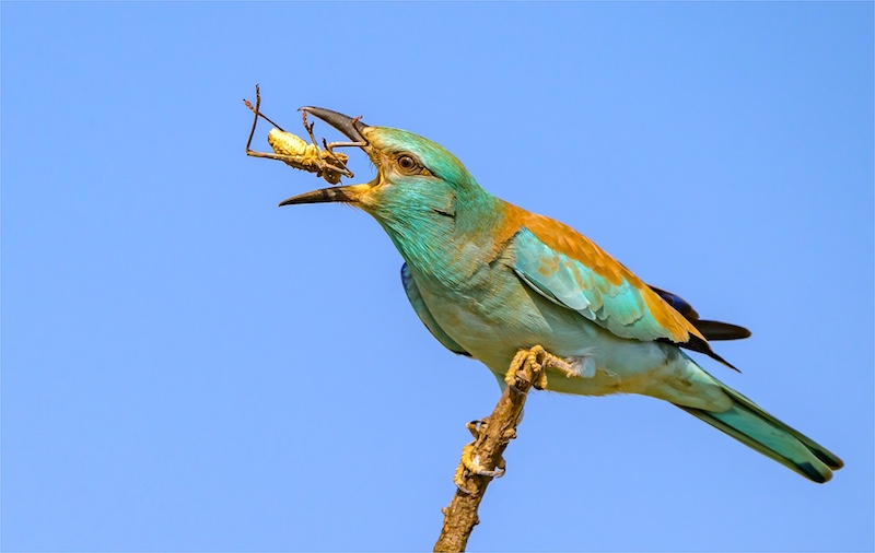 Steyn Joubert - Kriel Foto Club - EUROPEAN ROLLER WITH BUSHCRICKET