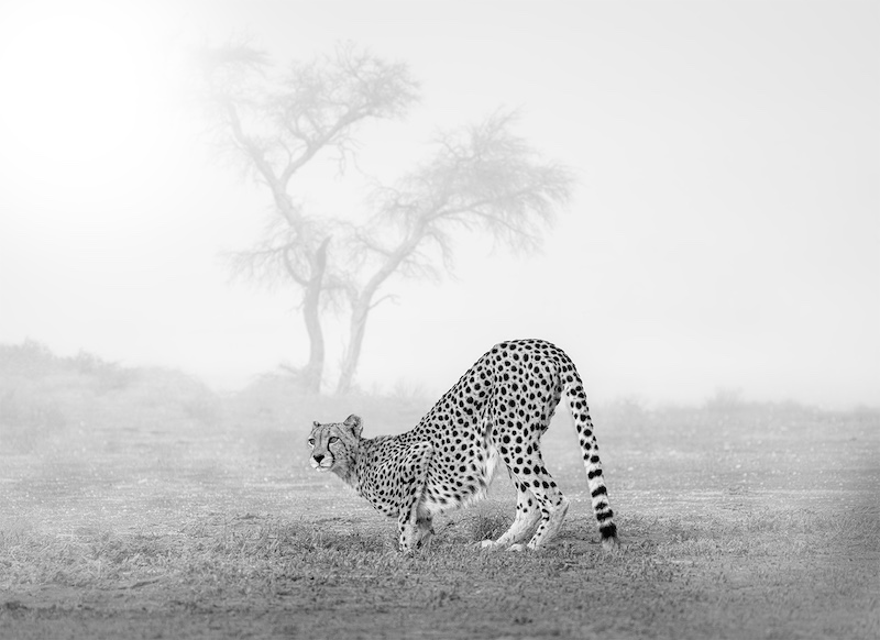 Theo Potgieter - Tafelberg  Fotografieklub - Morning thirst