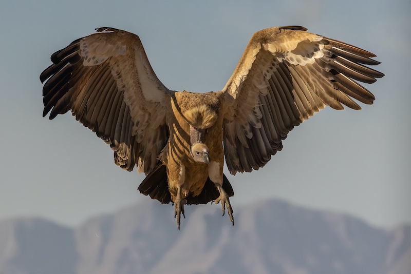 Ballito Photo Club - Brian Roberts - Cape Vulture