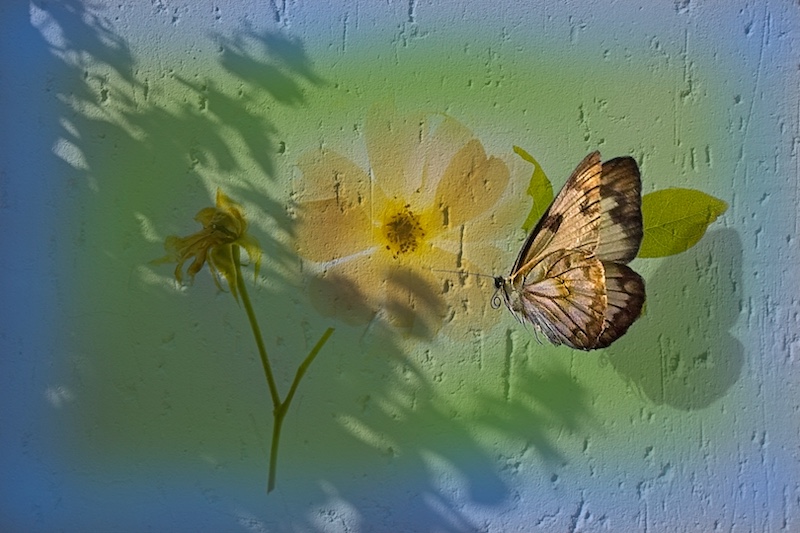 Benoni Camera Club - Ron Reynolds - Nor everything is real