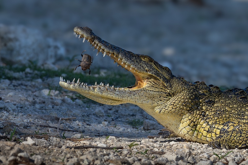 Bosveld Fotografie Klub - Ziets Zietsman - Smaaklike Happie