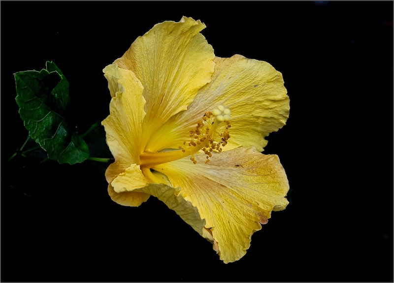 Centurion Camera Club - Leon Janse van Vuuren - Hibiscus