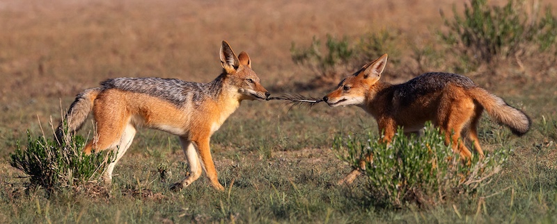 Creative Camera Club - Michele-Ann Nel - Tug Of War