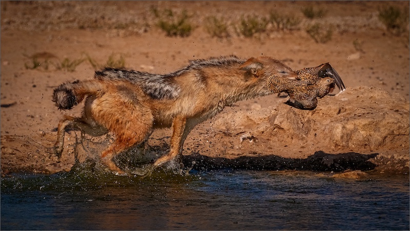 Durban Camera Club - Percy Mitchell - Jackal with Sandgrouse