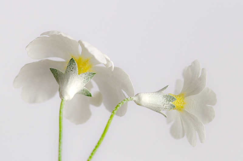 Eden Photographic Society - Johan Steyn - Perfect Twins