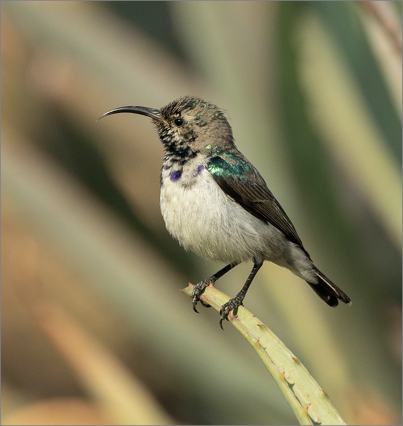 Harties Fotografie Studiegroep - Johan Smith - Witpenssuikerbekkie