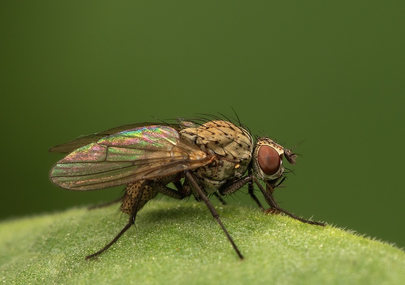 Hibiscus Coast Photographic Society - Nerissa Naidoo - Rainbow Wings
