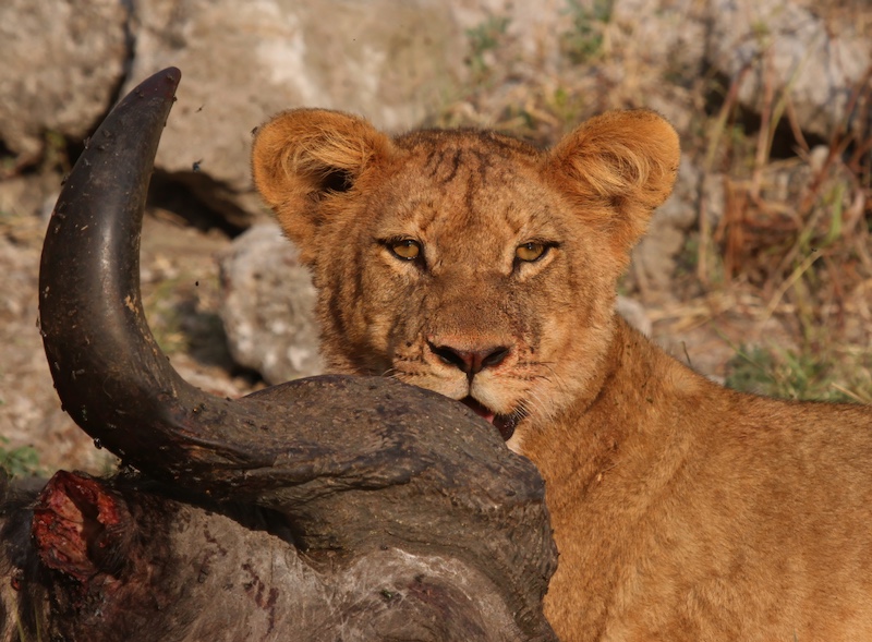 Highway Camera Club - Geoffrey Peatling - My Buffalo