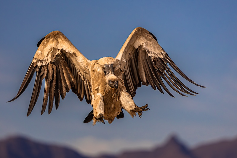 Hillcrest Camera Club - Chris Clark - Angel Wings