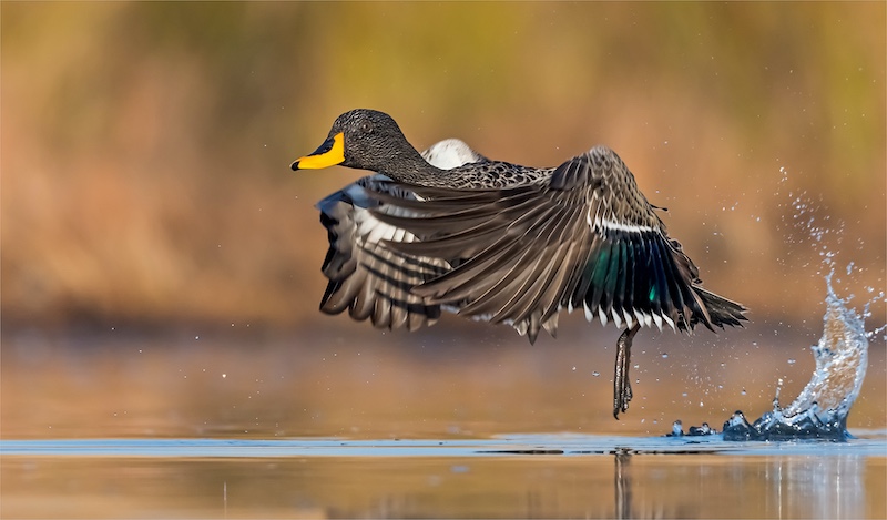 Kriel Foto Club - Steyn Joubert - Yellow billed duck lift off