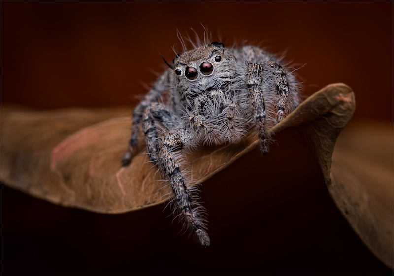 Midlens Fotoklub - Hannes Claassens - Jumping spider