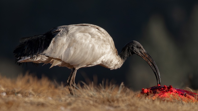 On the Rocks Camera Club - Kevin Mullins - Sacred Ibis