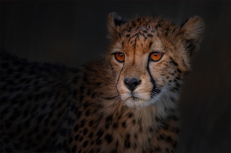 Port Elizabeth Camera Club - Charmaine Joubert - Cheetah cub in last light