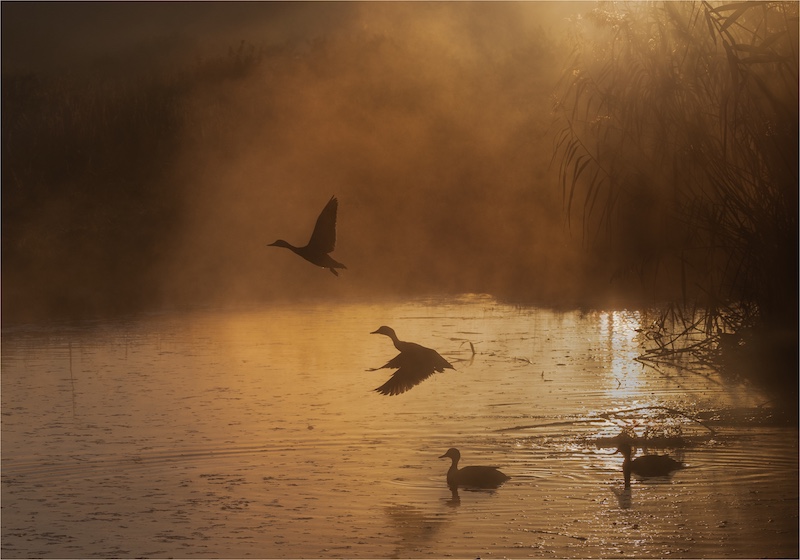 Pretoria Photographic Society - Giuseppe Carbonatto - Golden Flight