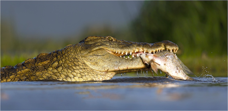 Randburg Foto Klub-Randburg Photo Club - Craig Morgan - Crocodile with Fish Catch
