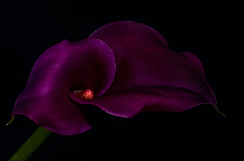 SAVAS - Ansie Meintjes - Arum lily