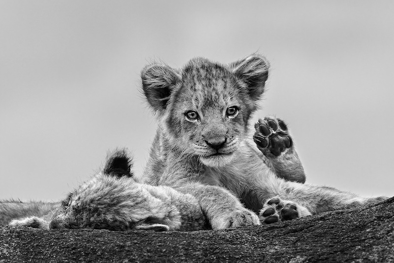 Sandton Photographic Society - Mariana Kruger - Tiny lion cub on boulder