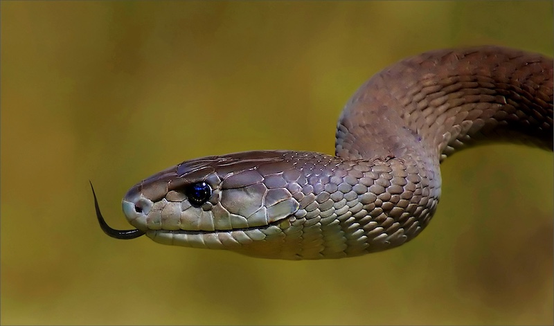 Sasol Highveld Photography Club - Leon Pelser - venomous black mamba