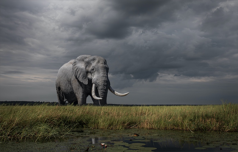 Southern Suburbs Camera Club - Joey James - Giant of the Chobe