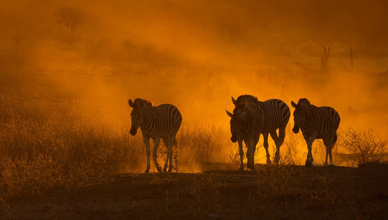 Tafelberg Fotografieklub - Karen Van Zyl - Zebras oppad huis toe