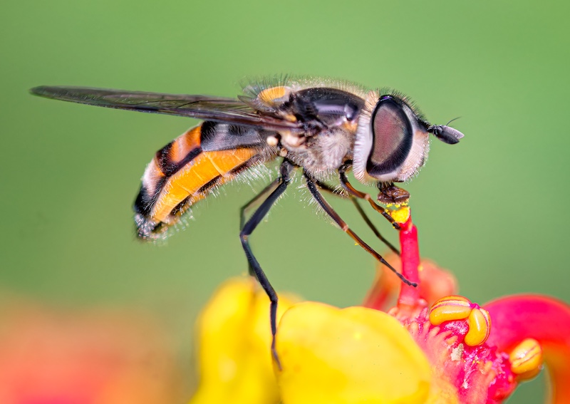 Cathy Birkett - Knysna Photographic Society - Hoverfly