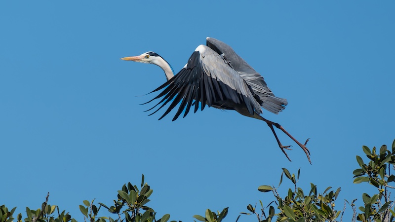Eileen  Covarr - Knysna Photographic Society - heron take off