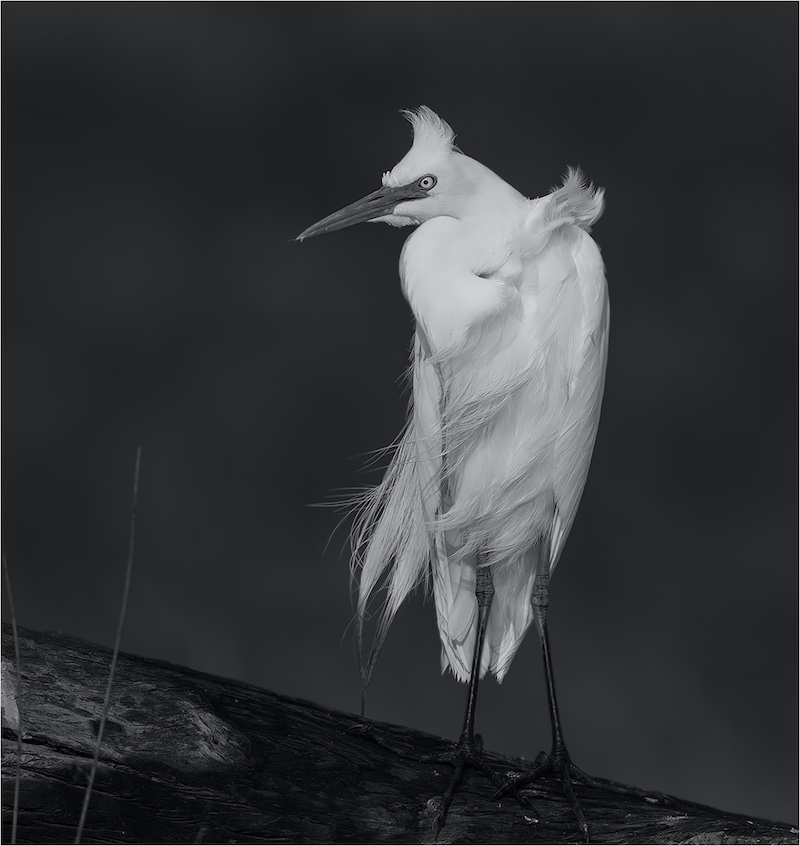 Eric Bosman - Kriel Foto Club - Windverwaaid