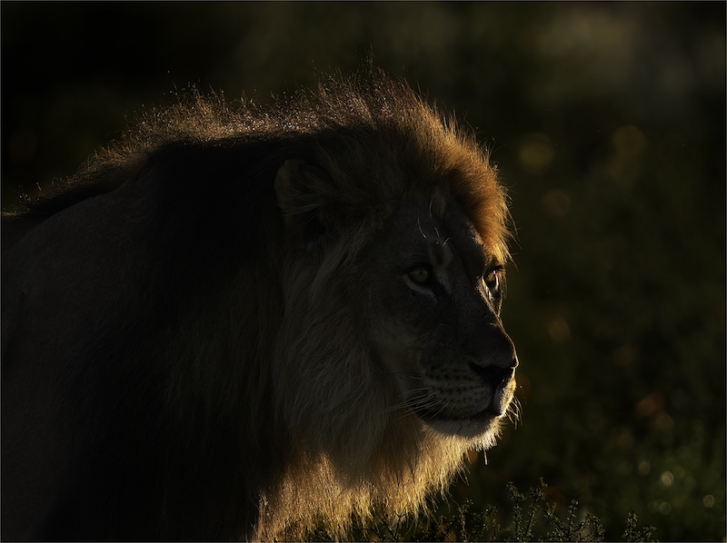 Geo Jooste - Bloemfontein Kameraklub - good morning