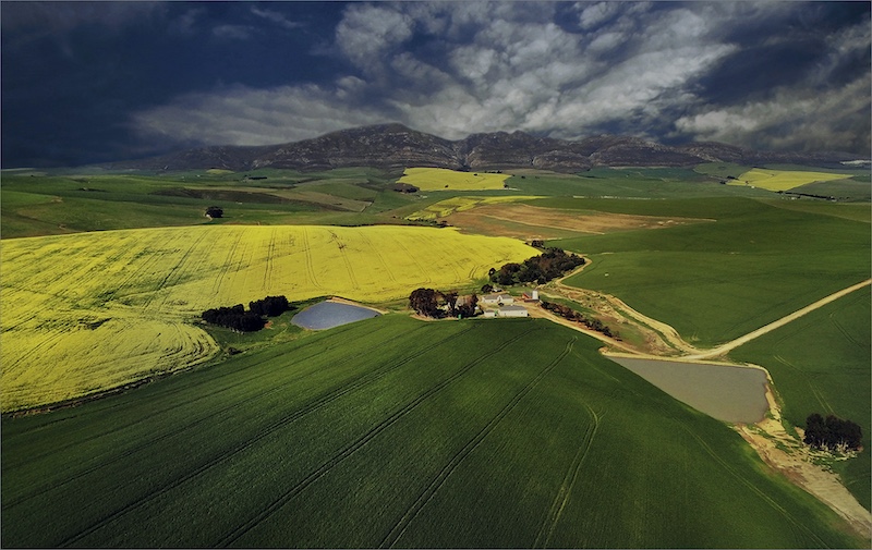 Leon Pelser -  Independent - canola fields